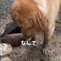 水たまりを見下ろす泥だらけの犬