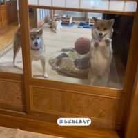 あんずちゃんはドアを叩いて歓迎