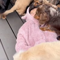 女の子の顔に群がる犬