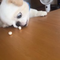 ボーロを食べたいワンコ8