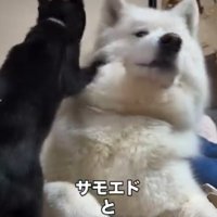 犬にくっつく猫2