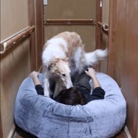 まずはご挨拶するマデラちゃん