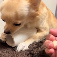 トイレットペーパーを守るジョルノちゃん5