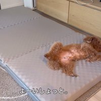 来客用のベッドが気に入ったレオくん⑩