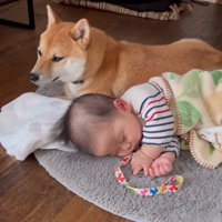 安心した様子の柴犬