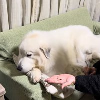 顔を背ける犬