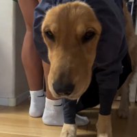 絶望のアリスちゃん