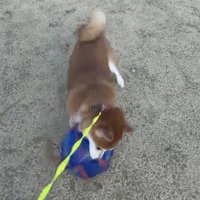 ボールを押さえ込む犬