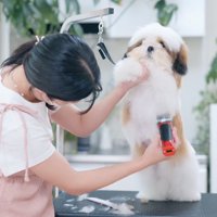 子犬の前足を持って、バリカンをかけていくトリマー