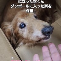 差し出された手を見る犬