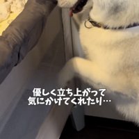 ベッドに手をかける犬