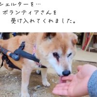 手を舐める老犬