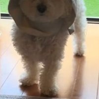 窓際で立ち尽くすとろろちゃん