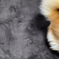 肉球スタンプが可愛い♡