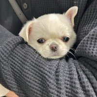 あどけないアチチちゃん