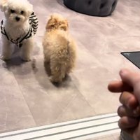 止まる犬1