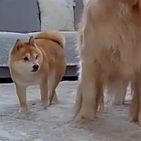 うにくんも自ら輪の中へ