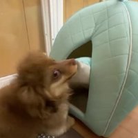 素敵な寝床も…