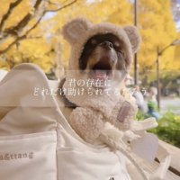 毛布にくるまれて眠る犬