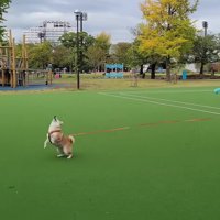 楽しそうに遊んでいたけれど…