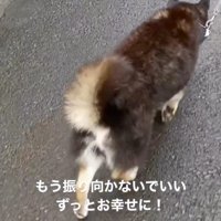 散歩をする黒い犬の後ろ姿