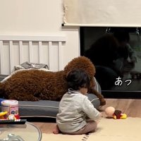 きんとん君VS男の子8