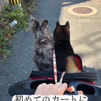 カートに乗って散歩する2匹の犬