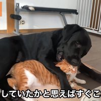 喧嘩が始まりました