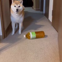 想像以上にデカかった！！