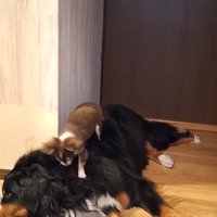 優しい大型犬