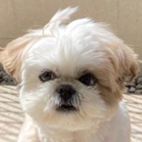アップのほまれ君1