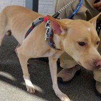 フィラリア症が発覚