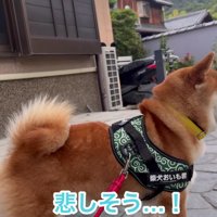 悲しそう…
