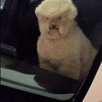 リーゼント姿に変身！？