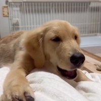 氷を食べる大型犬