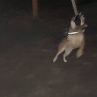 紐をくわえる犬4
