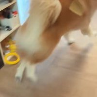 家の中を走り回る秋田犬