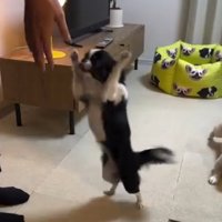 飼い主の女性に向けて後ろ足だけで立ち上がってアピールする小型犬
