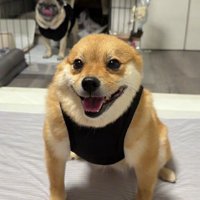 本当はとても可愛いわんこです♡