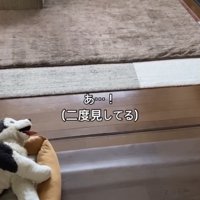 ぬいぐるみを見る犬