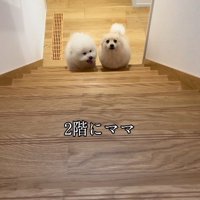階段下で女性を待つ2頭の犬