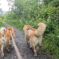 森の中をお散歩する2匹
