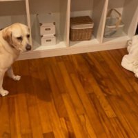 飼い主の方を振り向く犬