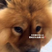 匂いを嗅ぐうーちゃん