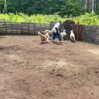 ママと一緒に羊を追いかける