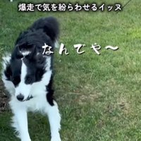 走り回る中型犬
