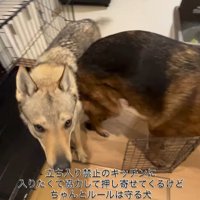 キッチンに入りたいダズくん＆ベネッタちゃん7