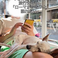 膝の上で眠る犬