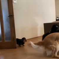 2匹が帰ってきました！
