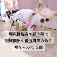 車椅子に乗って片目を閉じている犬